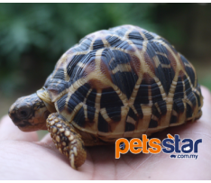 Indian Star Tortoise
